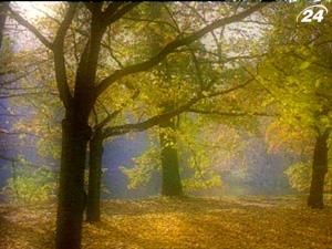 Какими защитными механизмами обладают растения? Какими защитными механизмами обладают растения?