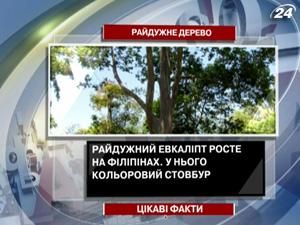 Цікаві факти про райдужне дерево Цікаві факти про райдужне дерево