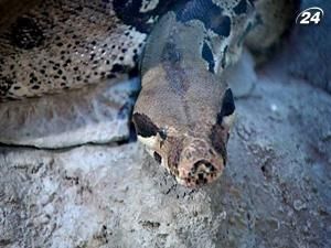 У столичному зоопарку спростовують інформацію про продаж удава У столичному зоопарку спростовують інформацію про продаж удава