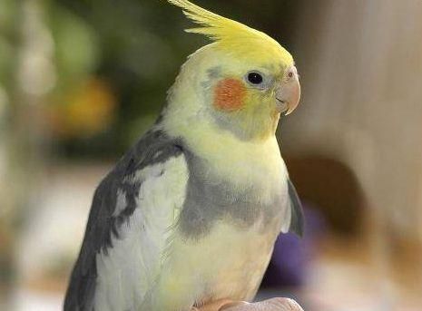 На німецькому вокзалі з торгового автомата витягнули п'яного папугу На німецькому вокзалі з торгового автомата витягнули п'яного папугу