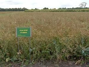 Министр аграрной политики Присяжнюк предлагает выращивать свеклу и рапс на биотопливо