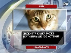 Цікаві факти про котів