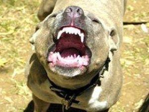 Хозяин питбуля, который порвал лицо двум детям, может сесть на 2 года