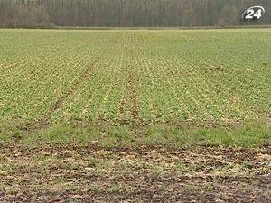 У 2012 р. Україні прогнозують недобір зерна