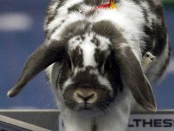 Кролик з Чехії став чемпіоном Європи з бігу з перешкодами Кролик з Чехії став чемпіоном Європи з бігу з перешкодами