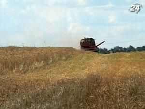 Україна продасть Єгипту 120 тисяч тонн пшениці