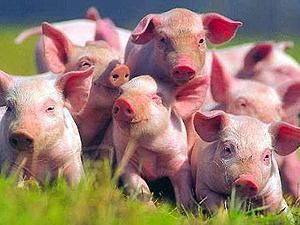 Литовські свині знову поїдуть в Україну