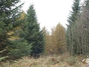 На Різдво у Ватикані красуватимуться українські ялинки На Різдво у Ватикані красуватимуться українські ялинки