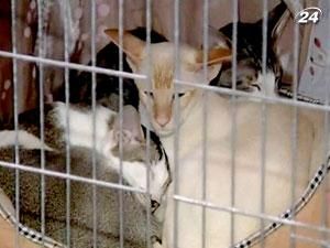 У Польщі відбулася найбільша виставка котів у світі У Польщі відбулася найбільша виставка котів у світі