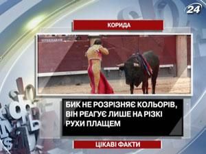 Красный плащ матадора не раздражает быка на корриде