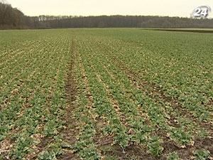 Сбор поздних зерновых культур в Украине подходит к концу Сбор поздних зерновых культур в Украине подходит к концу