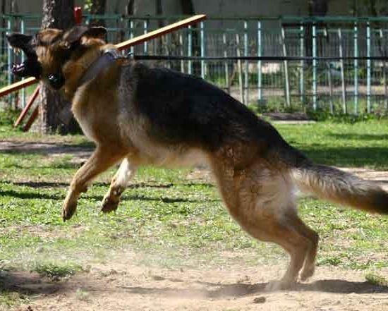 Суд Лос-Анджелеса запретил городским собакам лаять дольше 10 минут Суд Лос-Анджелеса запретил городским собакам лаять дольше 10 минут