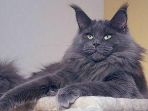 12-килограммовый кот упал на голову хозяину