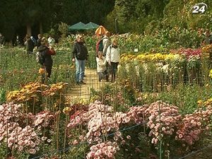 Холодная осень внесла свои коррективы в цветение хризантем в Никитском ботаническом саду