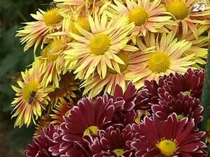 Бал хризантем у Нікітському ботанічному саду відтермінували на два тижні Бал хризантем у Нікітському ботанічному саду відтермінували на два тижні