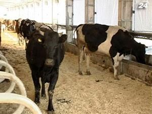 Закупівельні ціни на молоко наблизилися до "стелі" Закупівельні ціни на молоко наблизилися до "стелі"