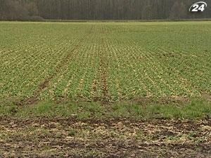 Гідрометцентр: лише 20% озимих зможуть пережити зиму Гідрометцентр: лише 20% озимих зможуть пережити зиму