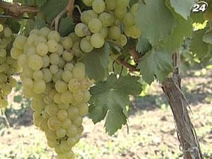 Українські винороби закладуть 98 тис. га нових виноградників