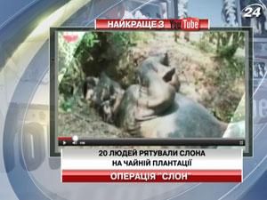 20 человек вытаскивали слона из канавы
