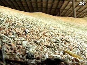 Україна експортувала майже 6 мільйонів тонн зерна