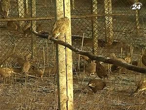 Мисливських фазанів для всієї України розводять у Криму
