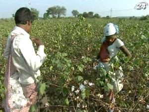 Индийские фермеры массово укорачивают себе жизнь