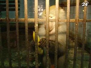 Работники Одесского зоопарка ищут спутников для подопечных животных Работники Одесского зоопарка ищут спутников для подопечных животных