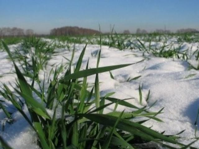 Украинские аграрии будут пересивать 14% озимых Украинские аграрии будут пересивать 14% озимых