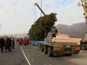 Закарпатская елка станет украшением Ватикана Закарпатская елка станет украшением Ватикана
