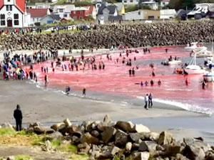 На Фарерських островах рибалки за раз забили 120 гринд
