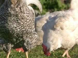 З поля білорус викрав 18 тонн курячого посліду З поля білорус викрав 18 тонн курячого посліду