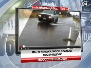После урагана в США лососи плавали посреди дорог