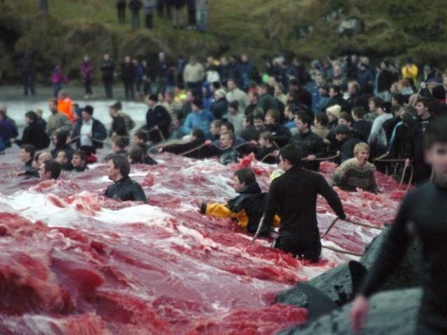 Біля Фарерських островів відбувся щорічний ритуал вбивства китів