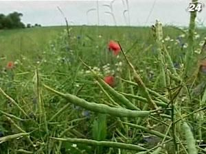 Виробництво олійних в Україні може перевищити 12 млн. т Виробництво олійних в Україні може перевищити 12 млн. т
