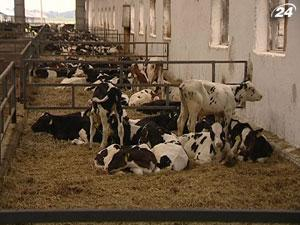 Отечественные фермеры недовольны поддержкой государства