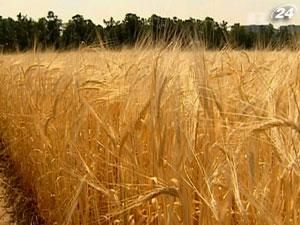 Світовий попит на зерно наступного року залишиться на високому рівні