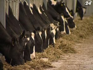 Фермеры недовольны новой схемой дотирования Фермеры недовольны новой схемой дотирования