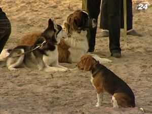 Собаки у місті мають бути "освіченими" Собаки у місті мають бути "освіченими"