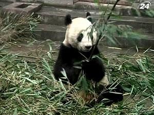 Китай позичив Великобританії  двох панд на 10 років
