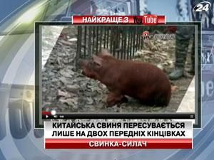 Китайська свиня пересувається лише на двох передніх кінцівках Китайська свиня пересувається лише на двох передніх кінцівках