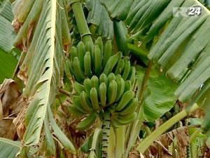 Эквадор установил ценовой коридор для экспорта бананов