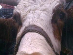 На заседание парламента хотят привести корову На заседание парламента хотят привести корову