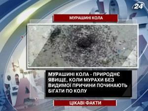 Цікаві факти про мурашині кола Цікаві факти про мурашині кола