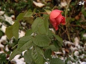 У Києво-Печерському заповіднику розквітла троянда