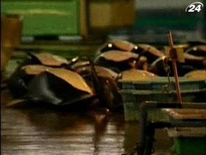 Япония потратила на китоловство $ 30 млн предназначенных на восстановление Япония потратила на китоловство $ 30 млн предназначенных на восстановление