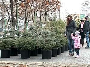 Одеситам пропонують ялинки не купувати, а брати їх напрокат Одеситам пропонують ялинки не купувати, а брати їх напрокат