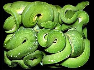 У німецькому готелі виявили трьох китайців і 20 яскравих жаб У німецькому готелі виявили трьох китайців і 20 яскравих жаб