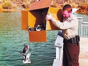 У США тисячі птахів розбились на автостоянках У США тисячі птахів розбились на автостоянках