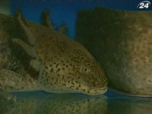 Аксолотль - доісторичне створіння з дивовижними здатностями регенерації Аксолотль - доісторичне створіння з дивовижними здатностями регенерації