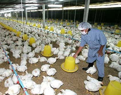 У Гонконзі розпочалась епідемія пташиного грипу У Гонконзі розпочалась епідемія пташиного грипу